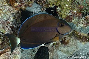 Acanthurus-tractus-Bonaire Nearest point-5m-20180221-Denis-ADER-DSC_7348_tn